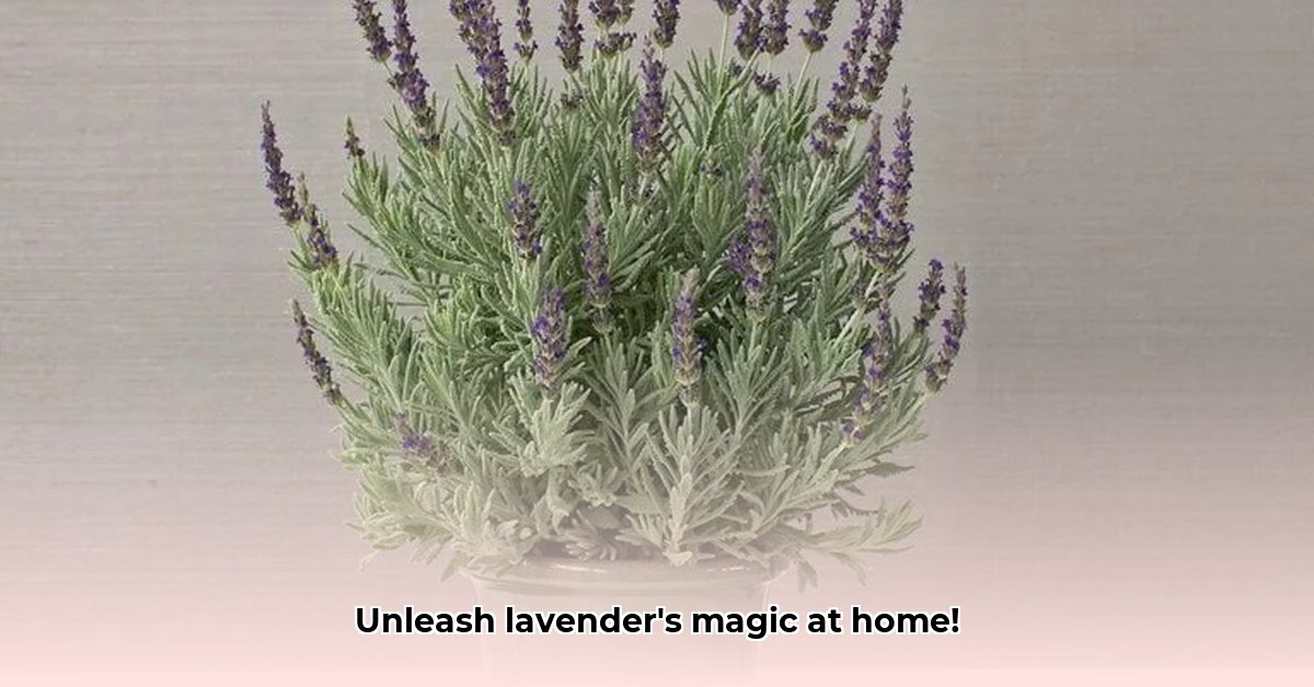 benefits-of-lavender-plant-at-home